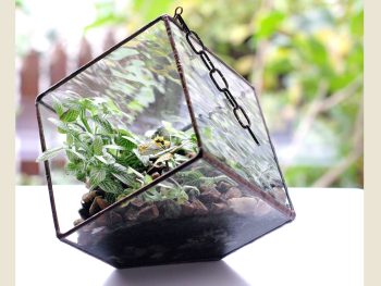 Terarium